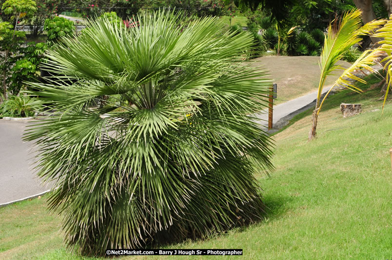 Rose Hall Resort & Golf Club / Cinnamon Hill Golf Course - IAGTO SuperFam Golf - Thursday, June 26, 2008 - Jamaica Welcome IAGTO SuperFam - Sponsored by the Jamaica Tourist Board, Half Moon, Rose Hall Resort & Country Club/Cinnamon Hill Golf Course, The Rose Hall Golf Association, Scandal Resort Golf Club, The Tryall Club, The Ritz-Carlton Golf & Spa Resort/White Witch, Jamaica Tours Ltd, Air Jamaica - June 24 - July 1, 2008 - If golf is your passion, Welcome to the Promised Land - Negril Travel Guide, Negril Jamaica WI - http://www.negriltravelguide.com - info@negriltravelguide.com...!